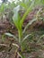 MaizeÂ & x28;/meÉªz/Â MAYZ;Â Zea Mays; Young Stalks